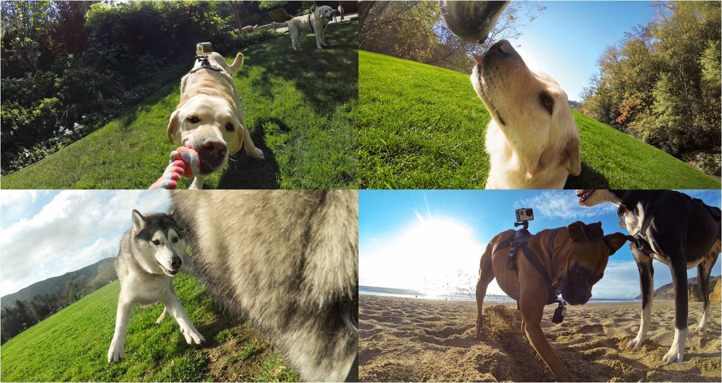 Отзывы крепление для собак GoPro Fetch Dog Harness доставка