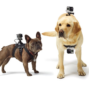 Купить Крепление GoPro Fetch Dog Harness для собак